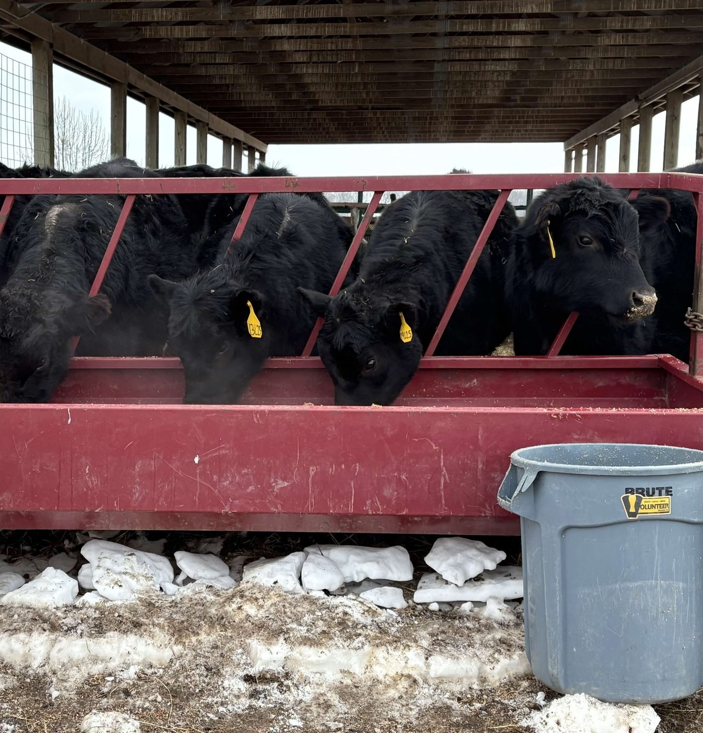 Angus cattle feeding at a red rail beside grey collection bins carrying a brewery logo, with snow on the ground.
