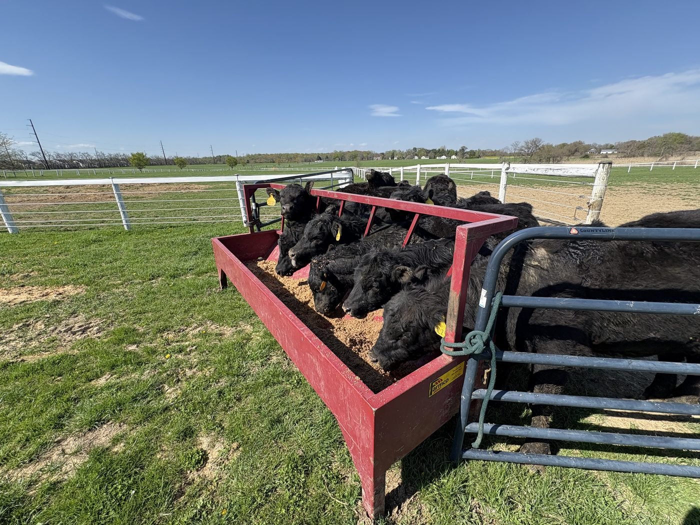 Angus cattle feeding from a red trough set out on green grass, with a white fence line and tree line behind.