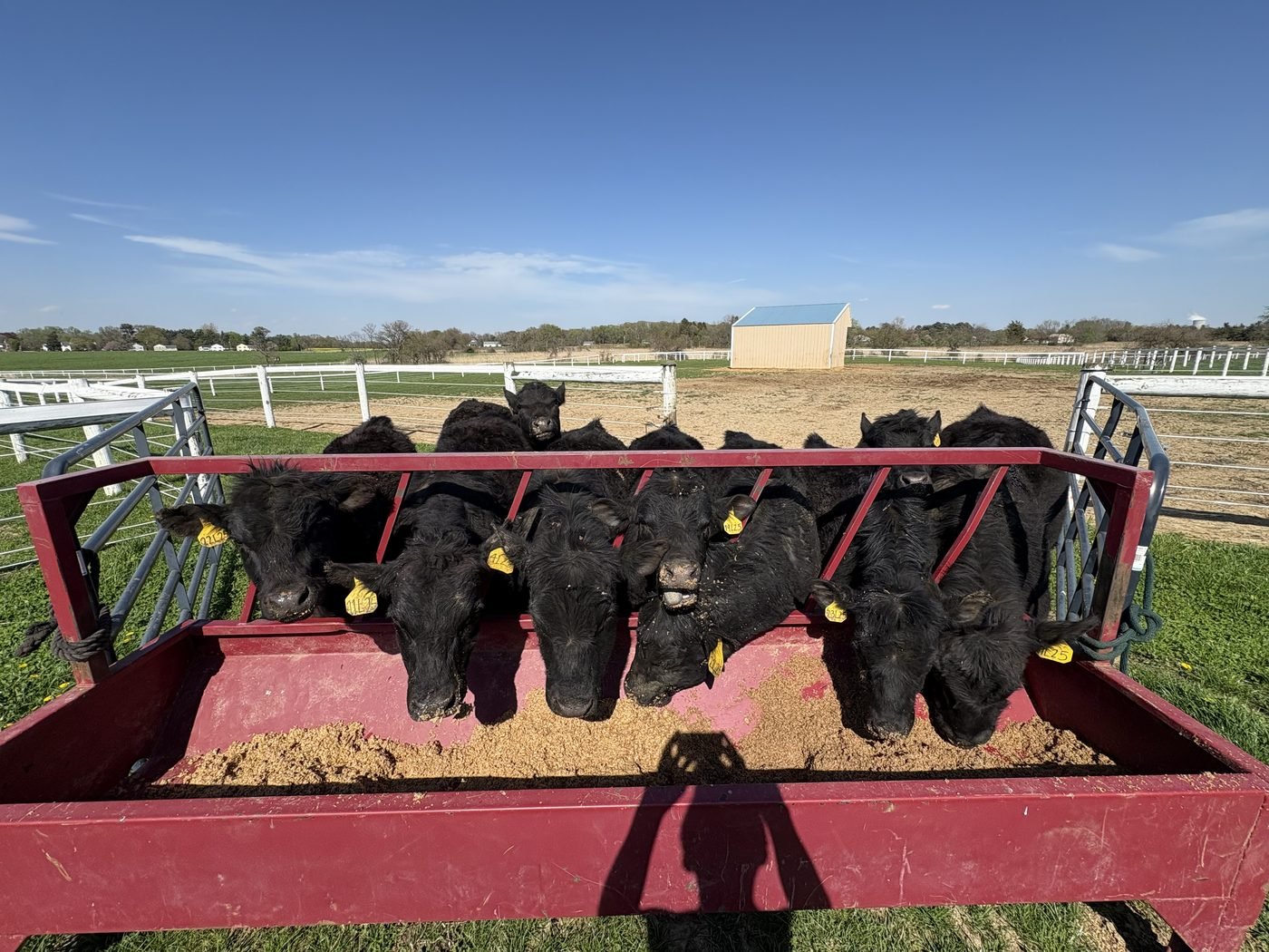 Angus cattle eating spent grain from a red trough set out on spring grass, with white fences and a shed behind.