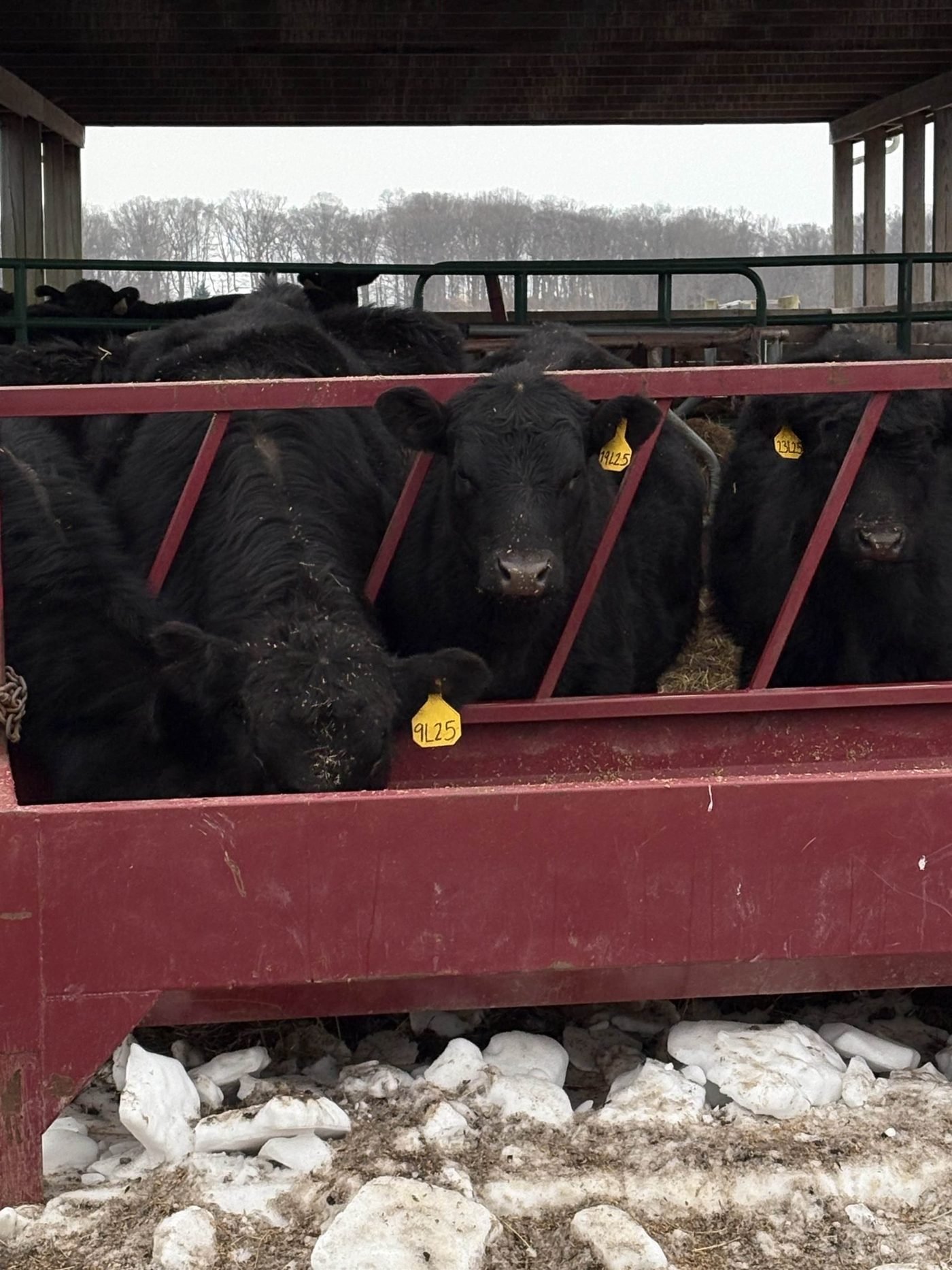 Black Angus cattle eating at a red feed rail under a shelter roof in winter.