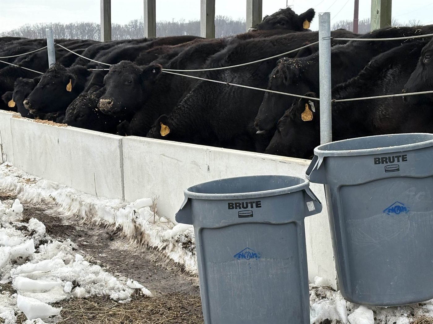Cattle lined along a concrete feed bunk in winter, with two grey brewery collection bins in the foreground.