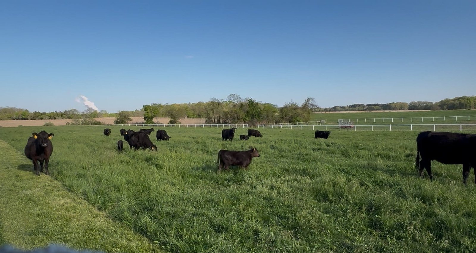 The Angus herd on tall spring pasture along the white fence line.