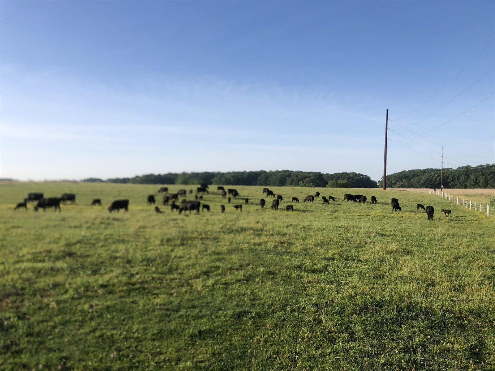 The Angus herd spread across open pasture under a clear sky.