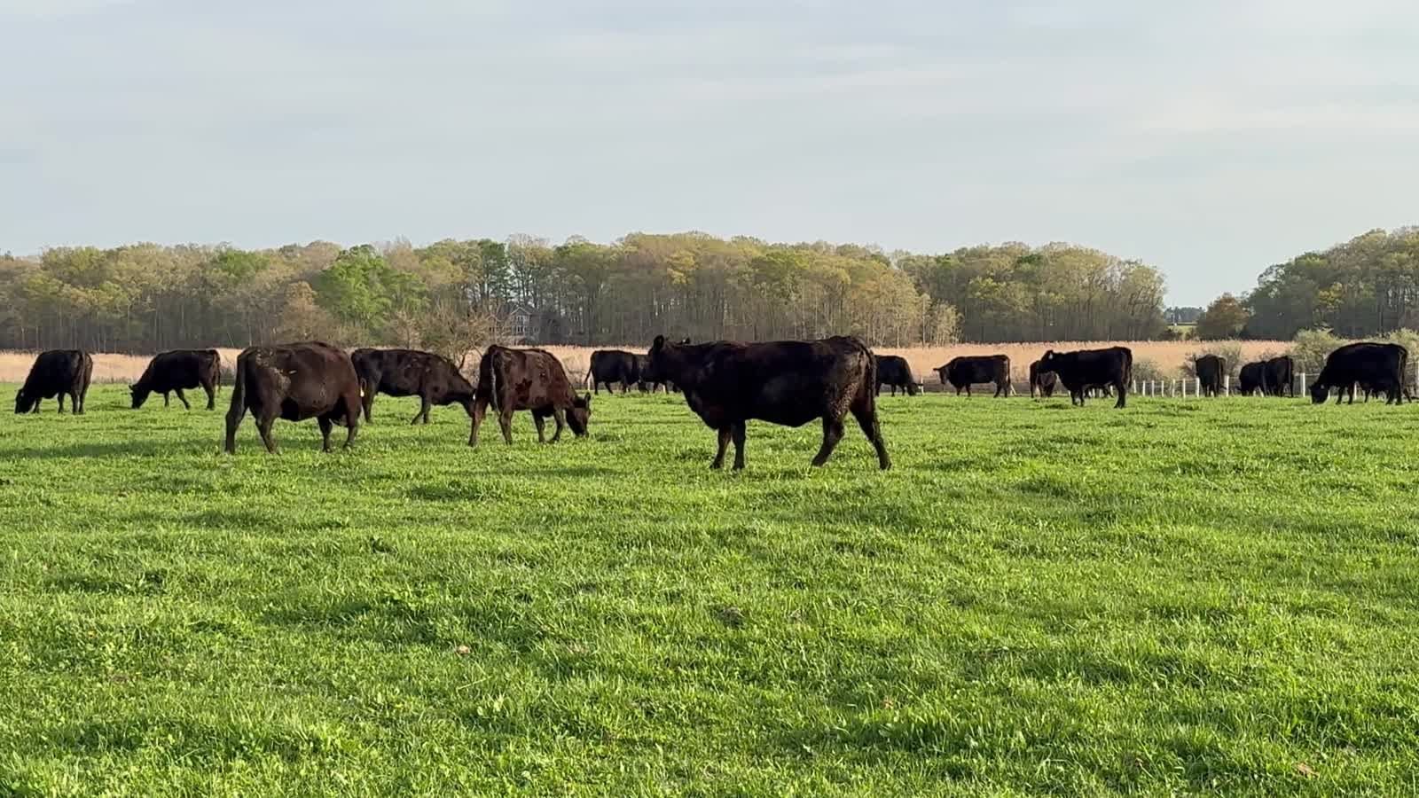 Black Angus cattle grazing across a wide green pasture, with a tree line behind.