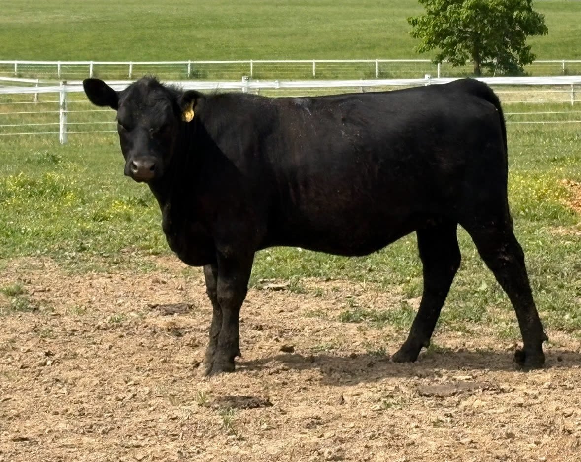 A young black Angus steer with an ear tag standing in the yard, a white fence and green field behind.