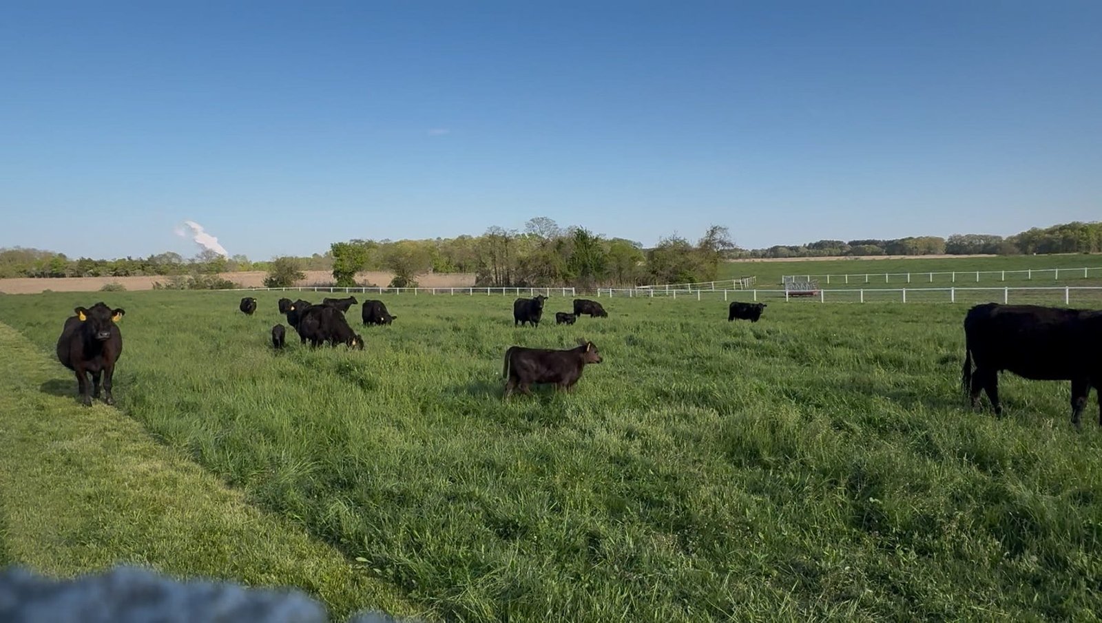 The herd spread across open pasture with the white fence line on the right.