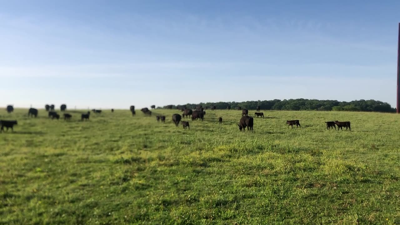 Angus cattle scattered across a wide green pasture on a clear morning.