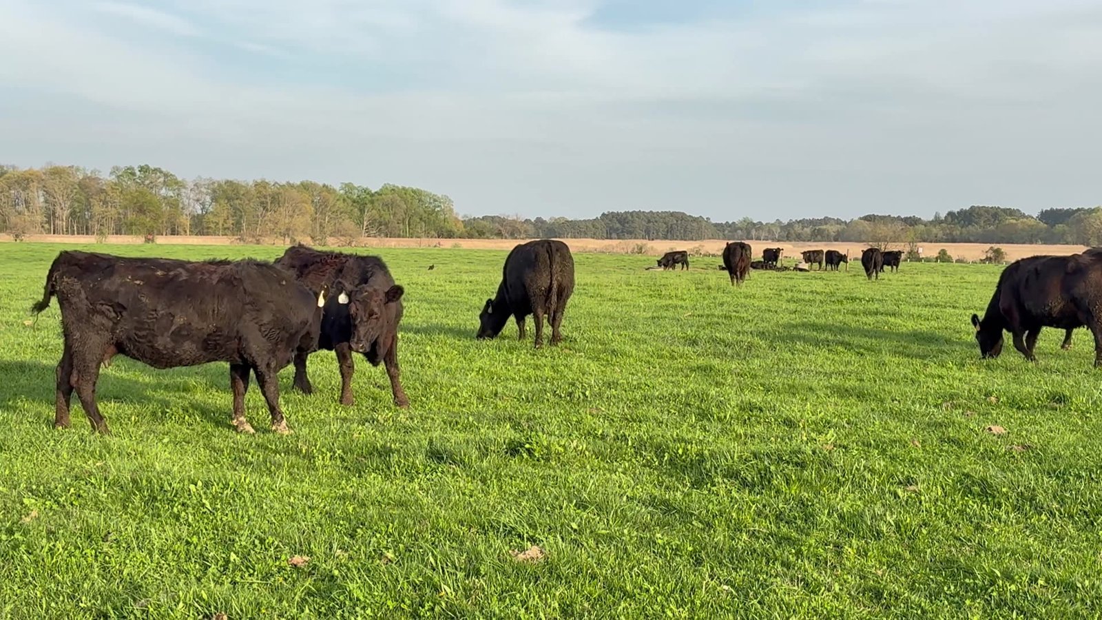 Black Angus cattle grazing close by on bright green pasture.